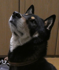 元三郎